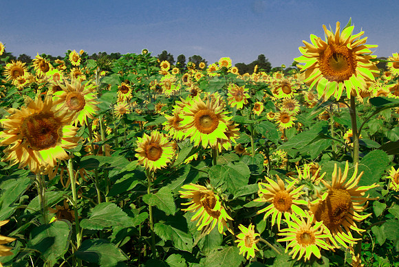 Sunflower4