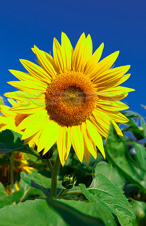 Sunflower5