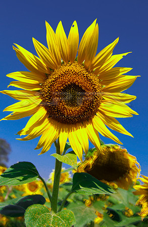 Sunflower6