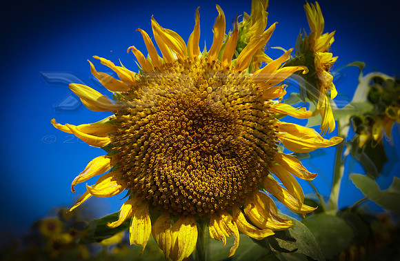 Sunflower7