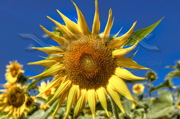 Sunflower1