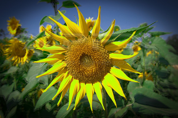 Sunflower2