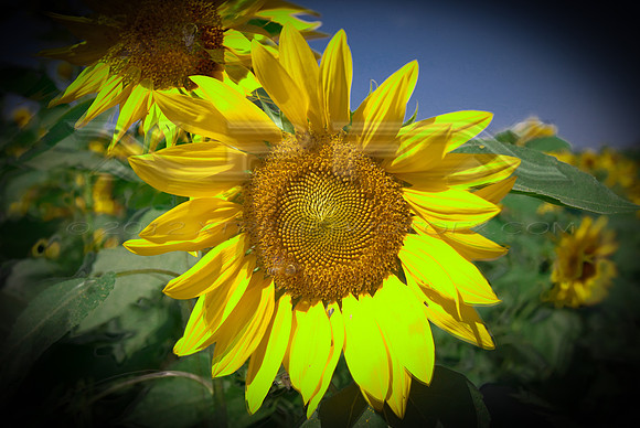 Sunflower3
