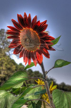 Rust Sunflower