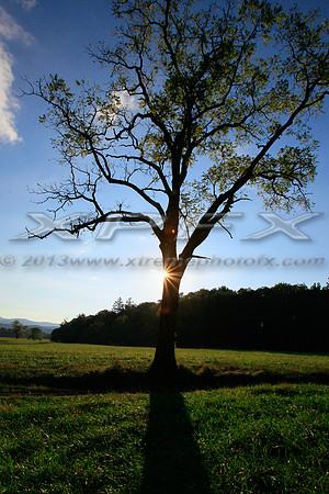 _PF11077