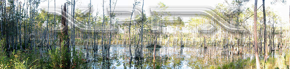 beaver pond