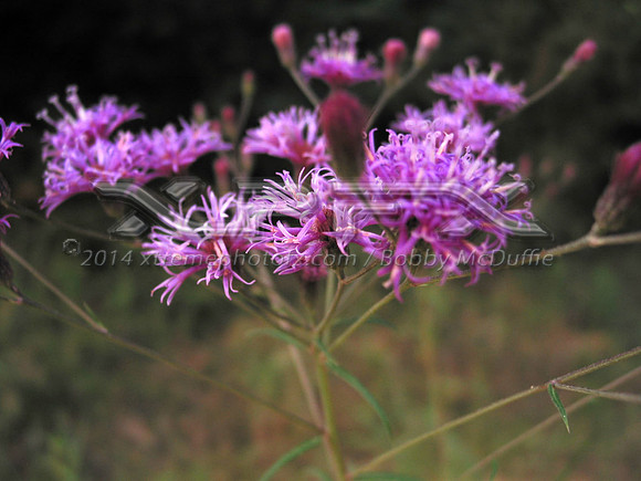 lavender2