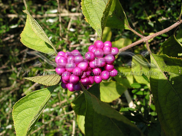 purple berries