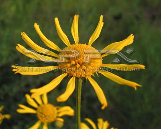 yellow1