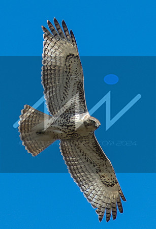 MI6_1142