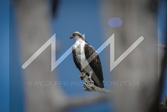 MI6_1053