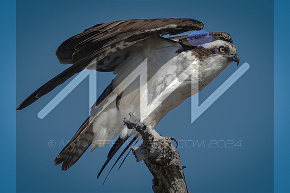 MI6_0736