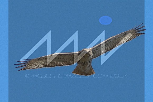MI6_1171