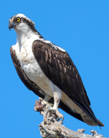 Pascagoula River 021424