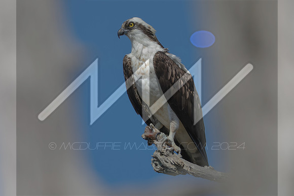 MI6_1054