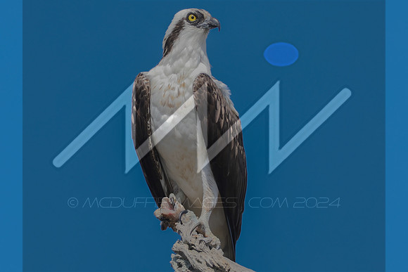 MI6_1044