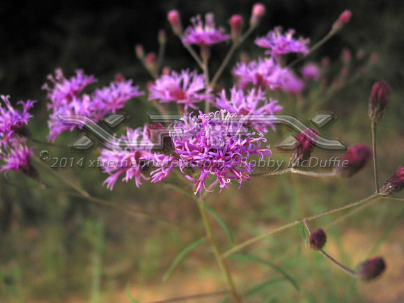 lavender1