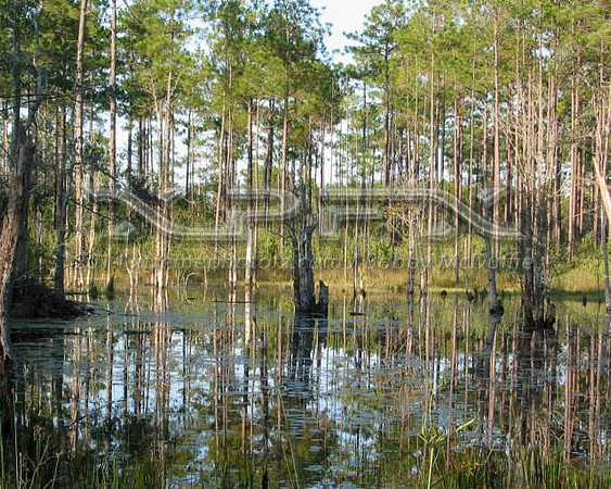 reflections of the south
