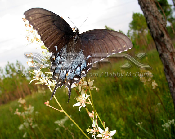 butterfly on white