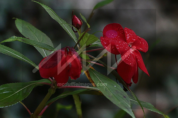 MI2_5457