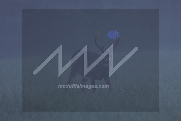 MI2_5699